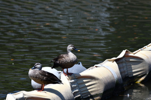 カルガモ_14.JPG