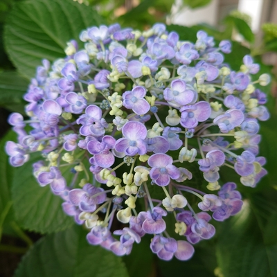 紫陽花005.JPG