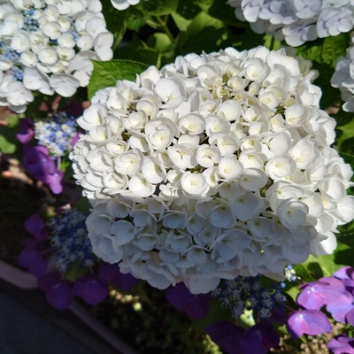 紫陽花006.jpg