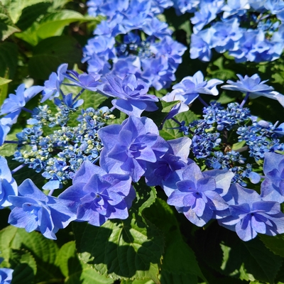 紫陽花009.jpg