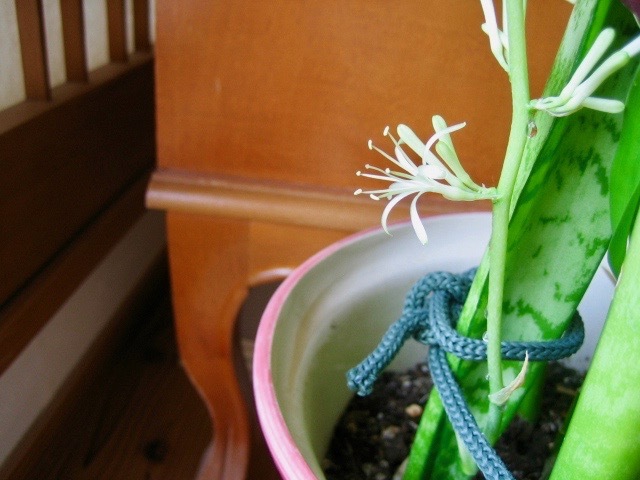 観葉植物の花 掲示板 マイネ王