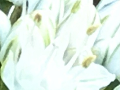 612D33CE-55EA-4811-9D51-DBC0AB68C5EB.jpeg
