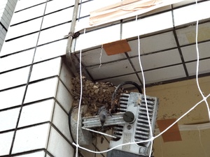 つばめ雛落ちてる.jpg