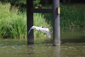 あおさぎ8魚.jpg