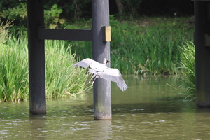 あおさぎ9魚.jpg