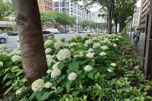 御池通紫陽花010.JPG