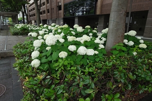 御池通紫陽花009.JPG