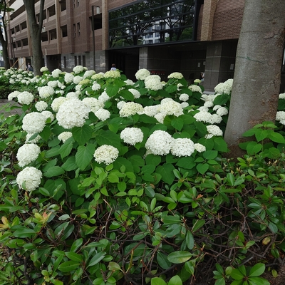 御池通紫陽花009.JPG