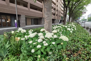 御池通紫陽花002.JPG