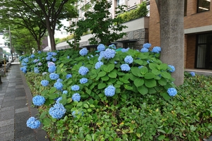 御池通紫陽花003.JPG