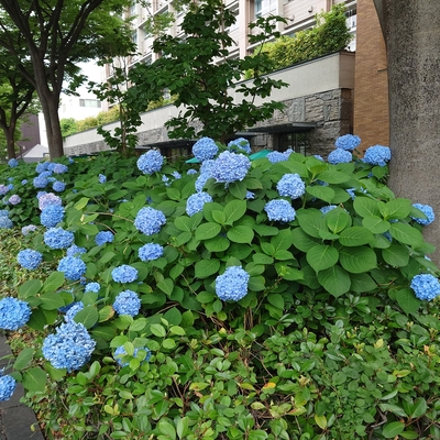 御池通紫陽花003.JPG