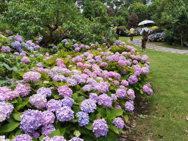 紫陽花満開.jpg