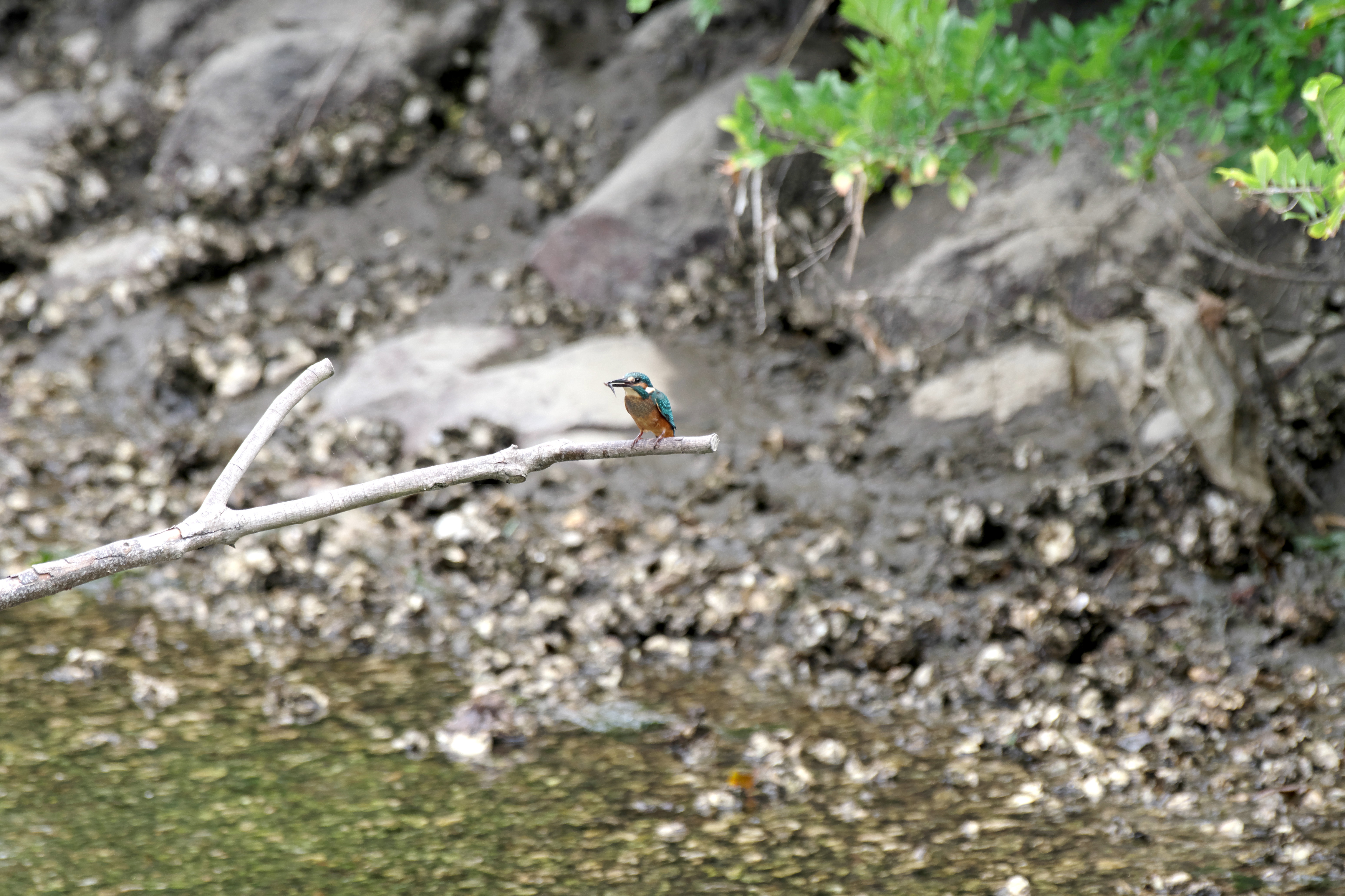 カワセミ17.jpg