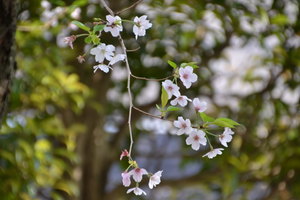 DSC_0501_名残の桜_01.JPG