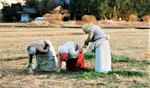 2022.01_案山子公園　奈良県安堵町.jpg