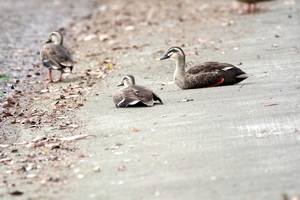 カルガモたち4.jpg