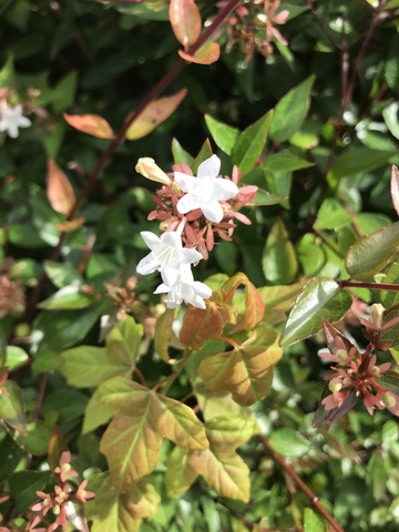 ❣️生垣の小さな白い花❣️ | 掲示板 | マイネ王