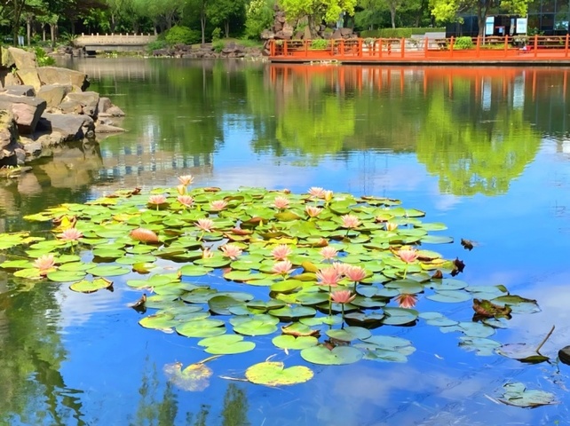 蓮公園.jpg