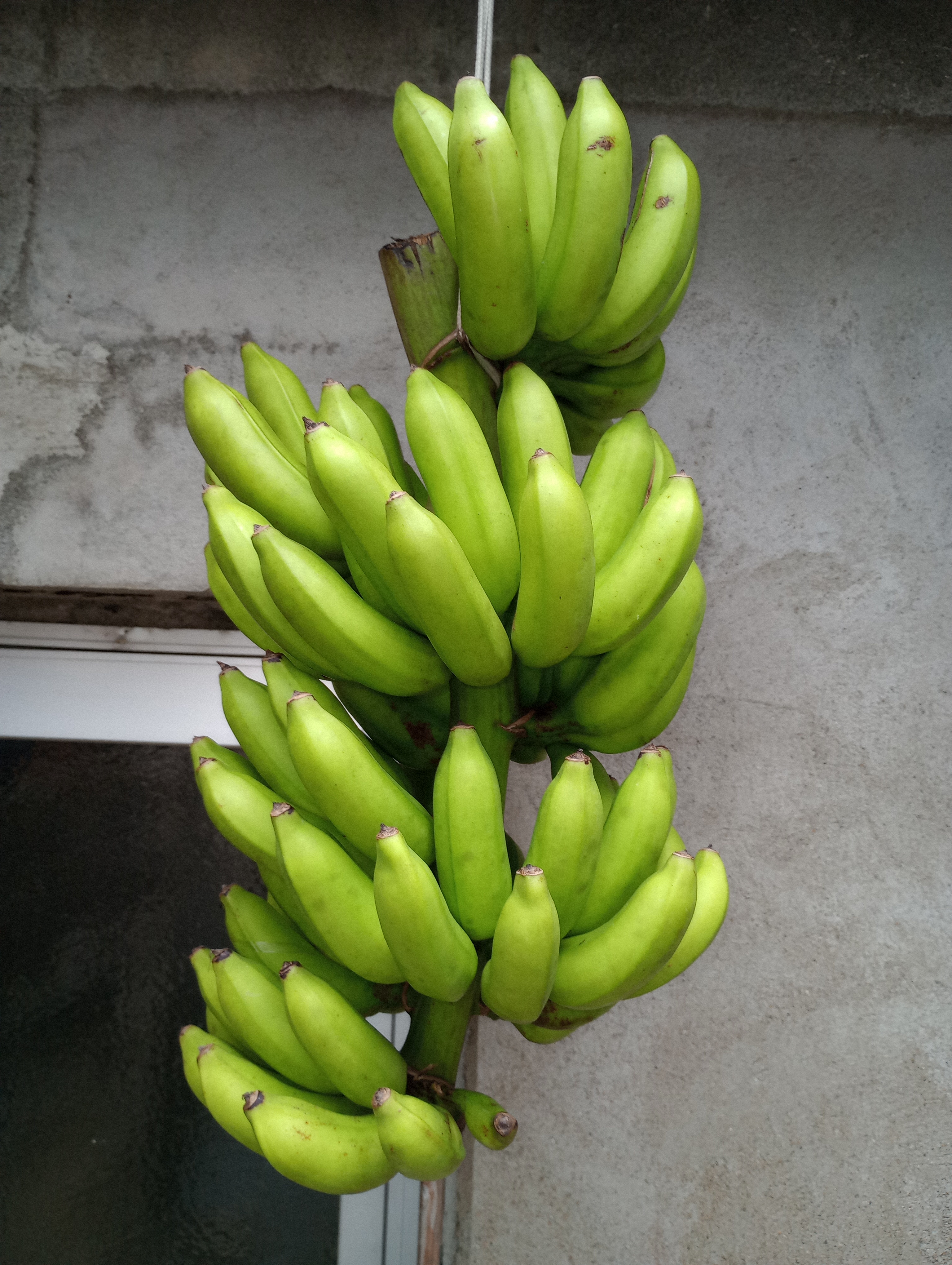 国産バナナ(島バナナ:小笠原種)無農薬・無施肥 | 掲示板 | マイネ王
