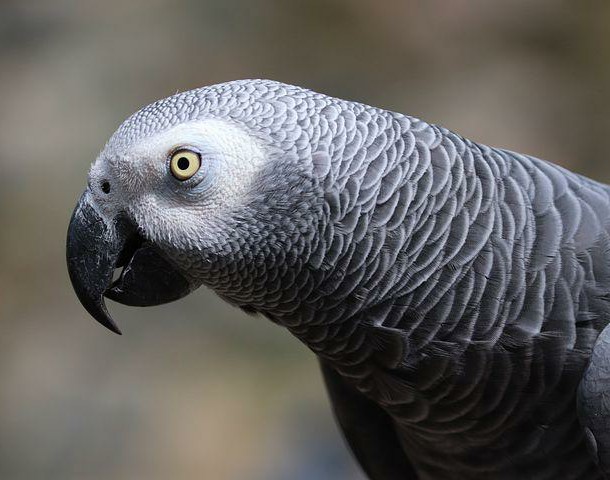 african-gray-parrot-6604630__480_2.jpg