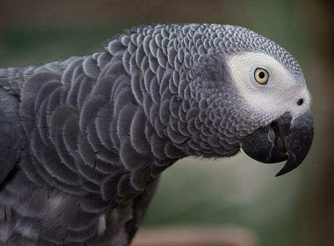 grey-parrot-1140551__480_2.jpg