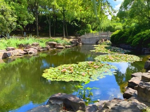 公園蓮池.jpg