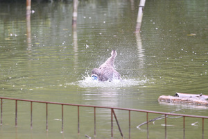 カルガモ水浴び.JPG