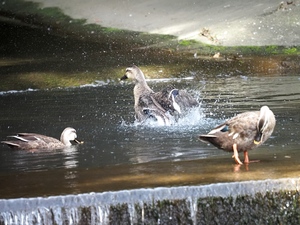 カルガモ水浴び.jpg