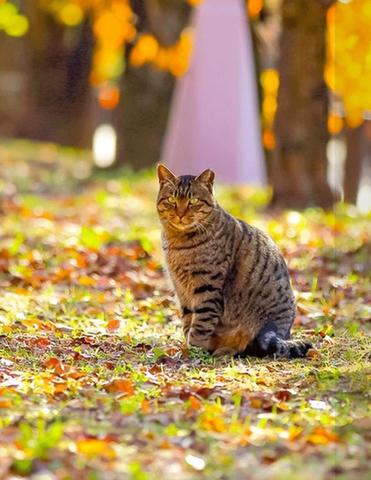 秋の猫.jpeg
