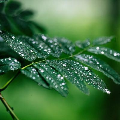 雨の葉っぱ.jpeg