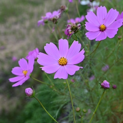 コスモス014.JPG