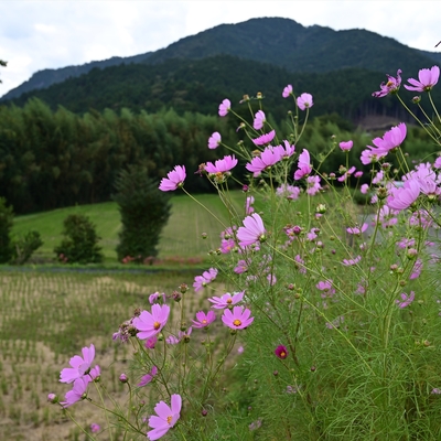 コスモス011.JPG