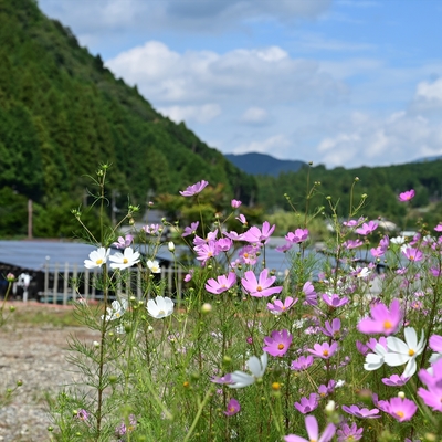 コスモス010.JPG