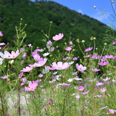 コスモス009.JPG