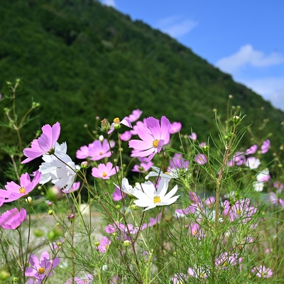 コスモス008.JPG