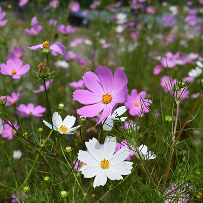 コスモス007.JPG
