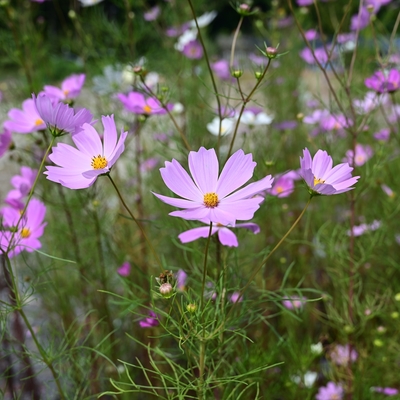 コスモス006.JPG