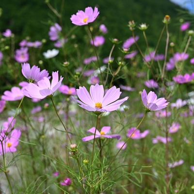 コスモス005.JPG