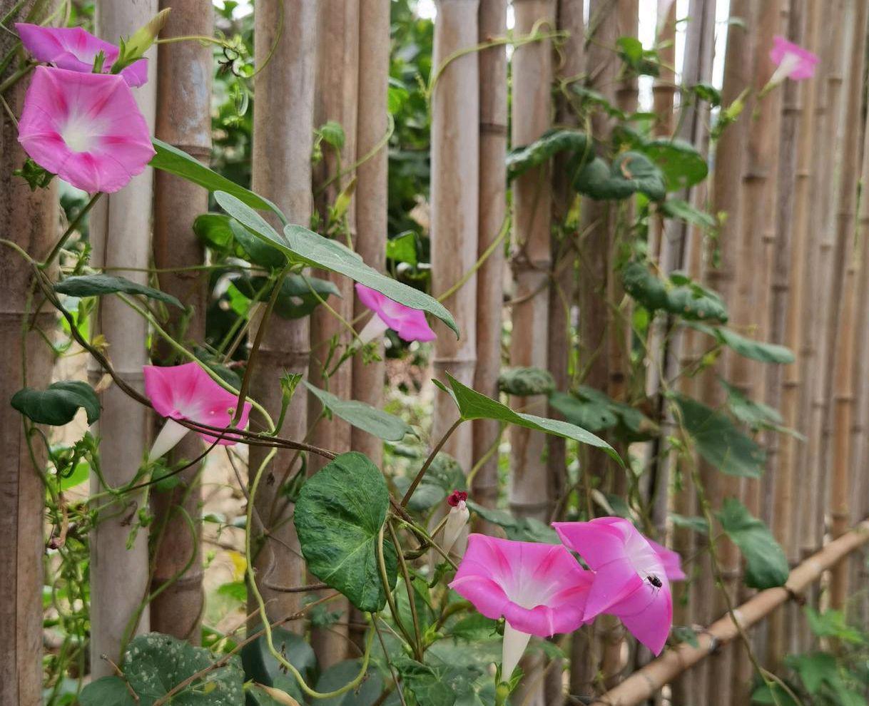 竹とあさがお.jpeg