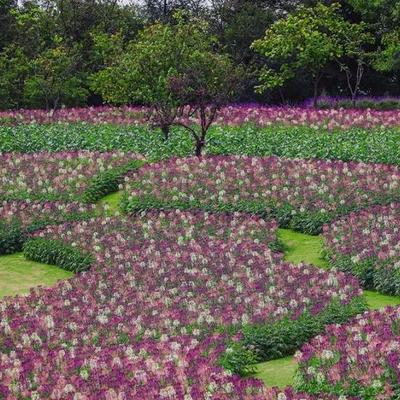 近くの花々.jpg