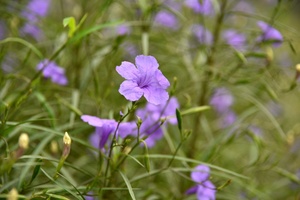 繊細花.jpg