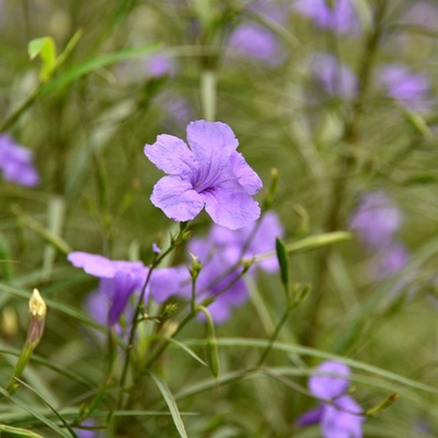 繊細花.jpg