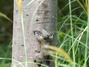 台湾リス.jpg
