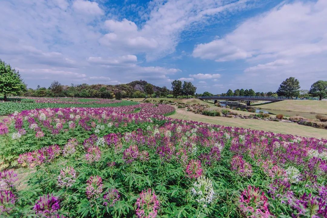 公園広い.jpg