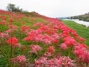 福岡県宮若市犬鳴川河川公園.JPG