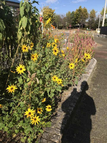 小さなひまわりのような花と影 | 掲示板 | マイネ王