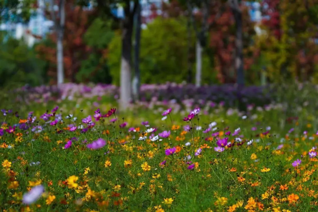 公園みどり.jpg