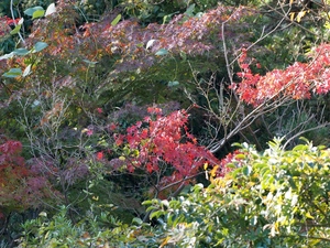 紅葉_(4).jpg
