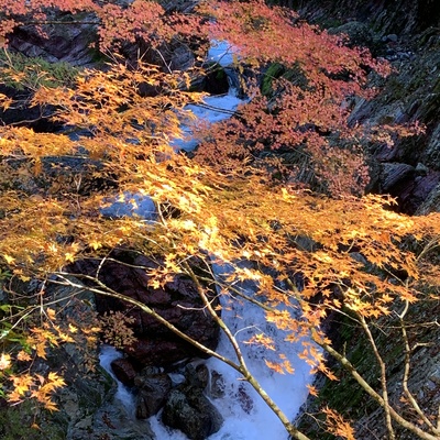 2022.11.2_小田深山滝と紅葉１.JPG