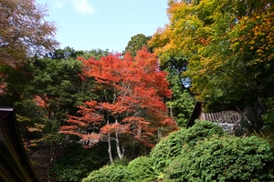 常照皇寺019.JPG